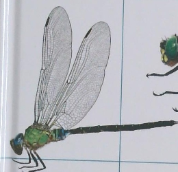 しぜん　とんぼ　9