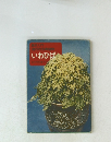 園芸入門 流行の古典植物 いわひば