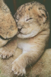 しぜん　平成27年4月号　どうぶつの あかちゃん