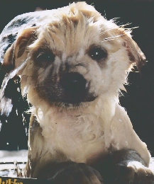 NIKKOR　CLUB　JUNIOR　特集 ベットと小動物