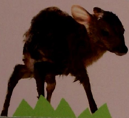 しぜん 3 うまれる