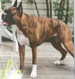 I'm home 2015年10月　No　77