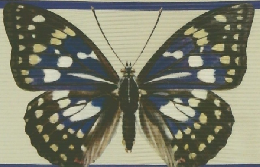 ポケット科学図鑑 こん虫