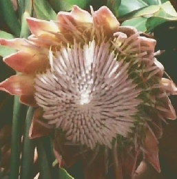 トロピカルフラワー