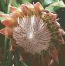 トロピカルフラワー