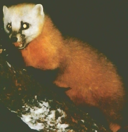 写真集 しなの動植物記　1　けもの・魚