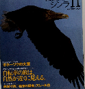 シンラ　1994年11月号