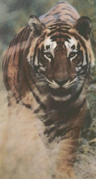 SINRA 1995年6月号