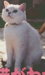 シンラ　1996年5月号