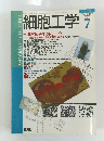 細胞工学　1995年7月号