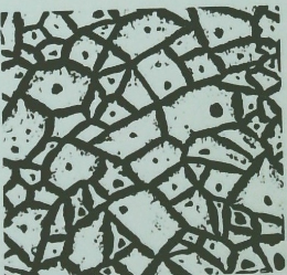 老化のメカニズムと制御