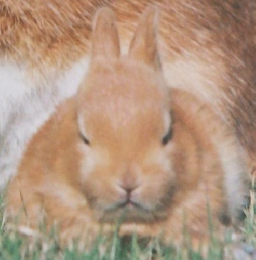 しぜん　５　うさぎ