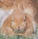 しぜん　５　うさぎ