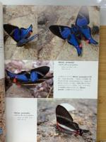 ペルーの蝶類