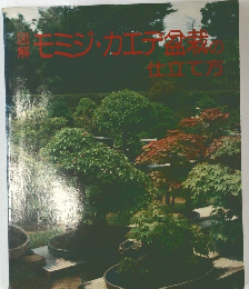 図解モミジ・カエデ盆我の仕立て方