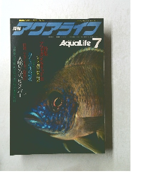 アクアライブ　1982年7月　No36