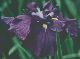 世界の植物 97 世界の植物 10/2