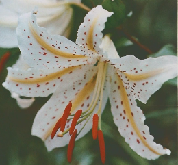 週刊朝日百科世界の植物　99　10/16