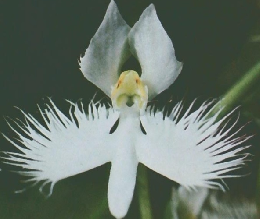 朝日百科　7/10号　世界の植物　85