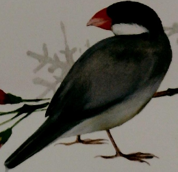 NHKきょうの料理　1986年2月　冬、根菜類がおいしい