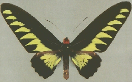 THE BUTTERFLIES OF THE MALAY PENINSULA