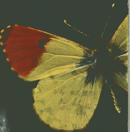 Butterflies　of　Lebanon