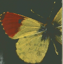 Butterflies　of　Lebanon