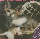 私は0オ　こねこちゃん　