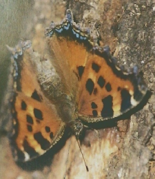 化学と生物　1991年12月号　Vol.29No.12