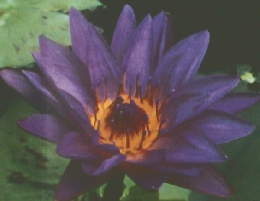 咲くやこの花館ガイドブック