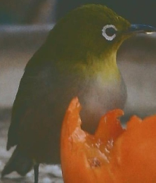 都会の鳥・生態小図鑑