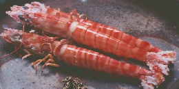 陶芸と郷土料理　3