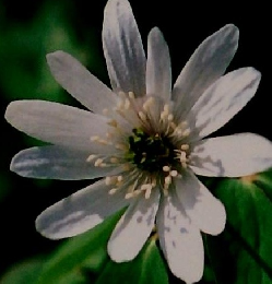 趣味の山野草　1999年3月号　