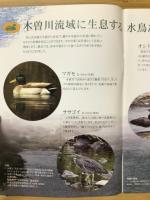 みのかもの野鳥