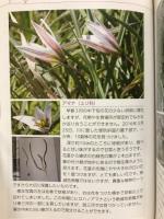 矢作川(安城市)の草花