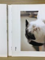まこ便り まこという名の不思議顔の猫 : 絵はがき帖