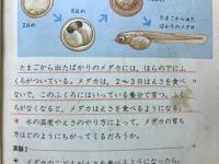 小学校新理科　5年1