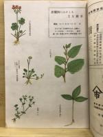柑橘