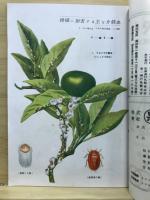 柑橘