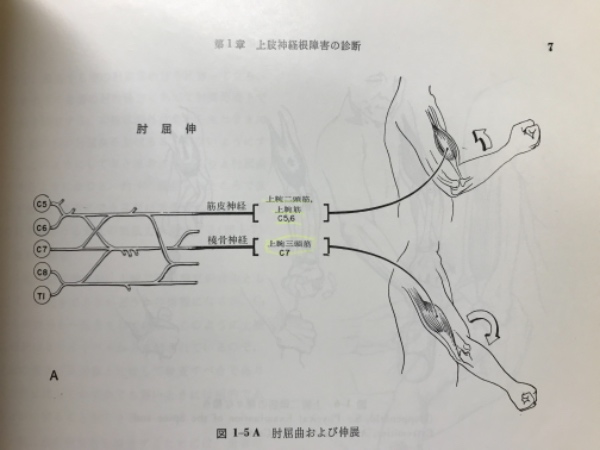 整形外科医のための神経学図説 : 脊髄・神経根障害レベルのみかた