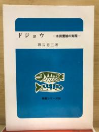 ドジョウ : 水田養殖の実際