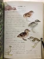 鳥の親子