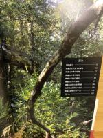 横倉山植物図鑑　横倉山の自然見てある記