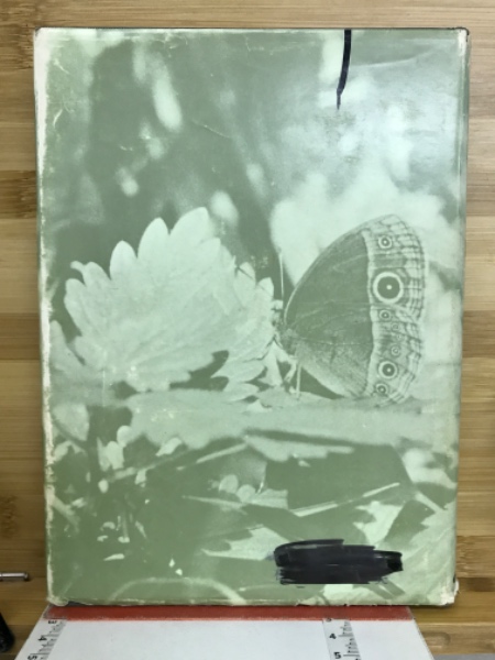 原色日本蝶類図鑑(横山光夫 著) / 古本、中古本、古書籍の通販は「日本