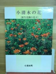 小清水の花 : 原生花園の花々