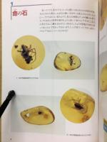 石 : 第4回特別展示