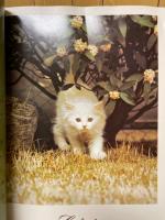 豪華写真集　ねこ