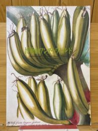 博物画ワンダーワールド　荒俣宏コレクション