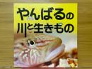 やんばるの川と生きもの
