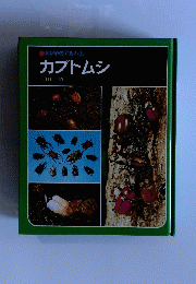 カブトムシ